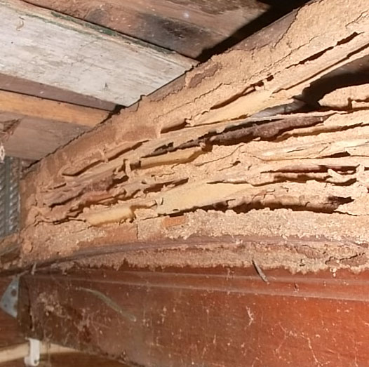 Termite Damage