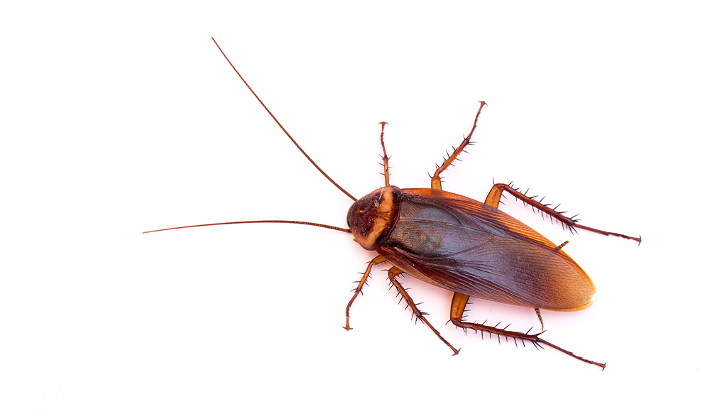 Tucson Cockroach Exterminator