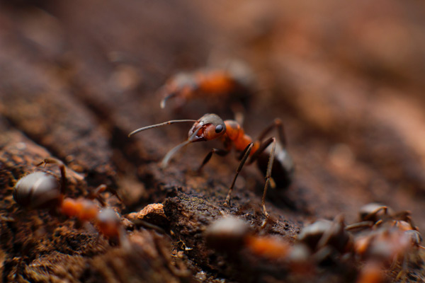 Tucson Ant Control Specialists