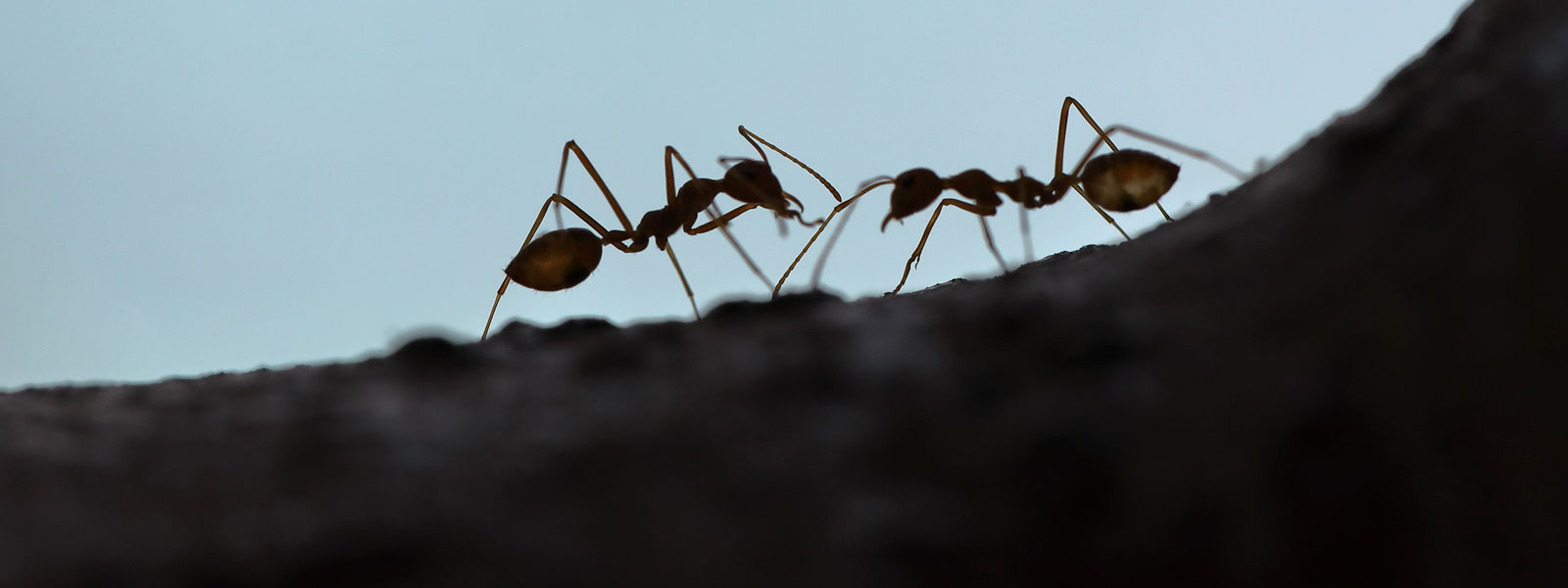 Tucson Ant Extermination