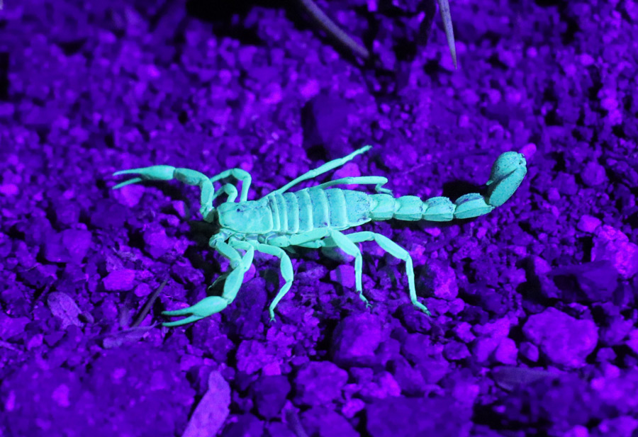 Tucson Scorpion Removal Experts