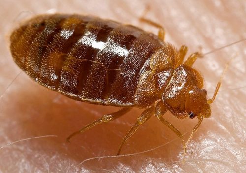 Bedbug removal experts in Tucson, Arizona