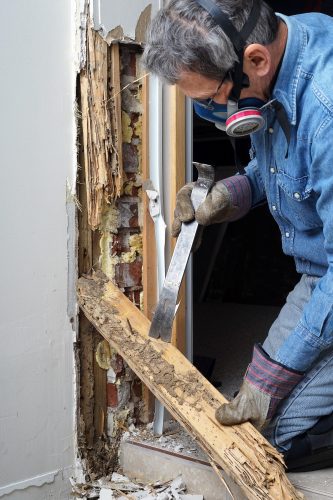 Tucson Termite Removal Experts