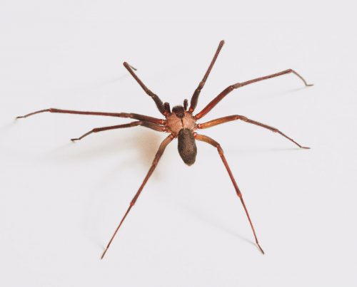 Tucson Brown Recluse Extermination