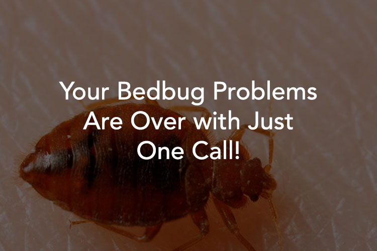 Tucson Bed Bug Control