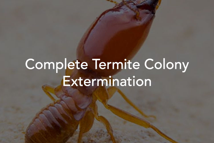 Tucson Termite Control Experts