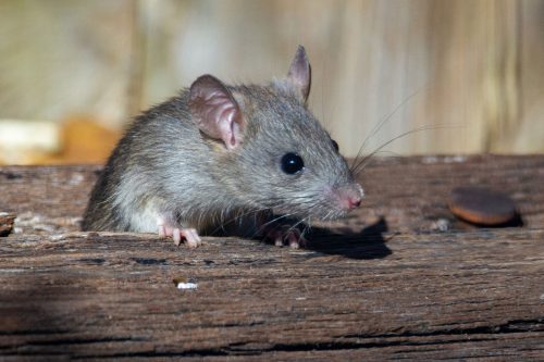Tucson rodent control