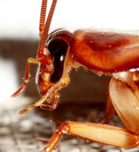Roaches are notoriously hard to get rid of in Tucson - We can help
